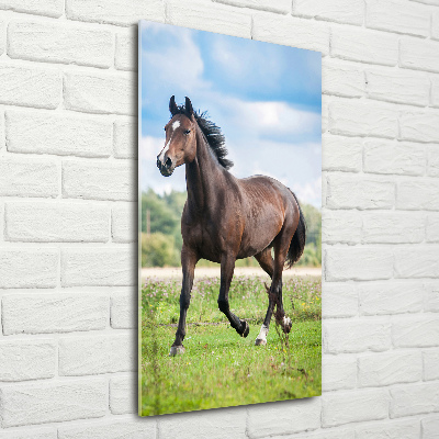 Staand foto op plexiglas Een paard in een veld