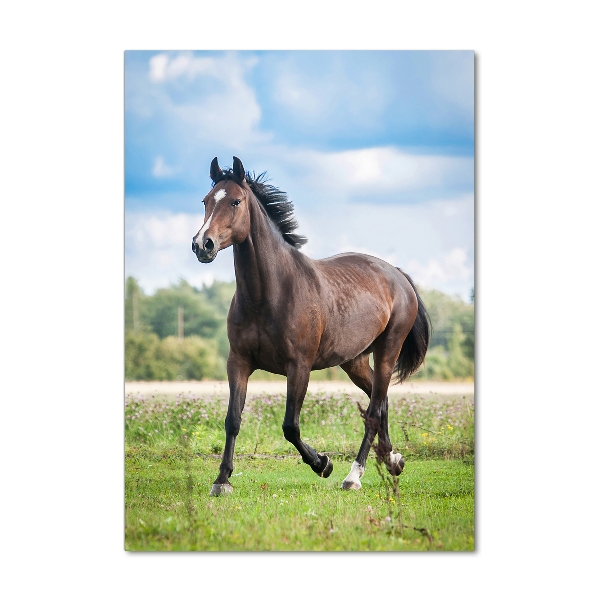 Staand foto op plexiglas Een paard in een veld
