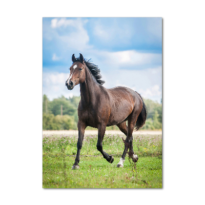 Staand foto op plexiglas Een paard in een veld