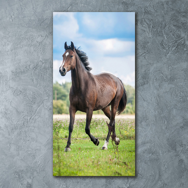 Staand foto op plexiglas Een paard in een veld