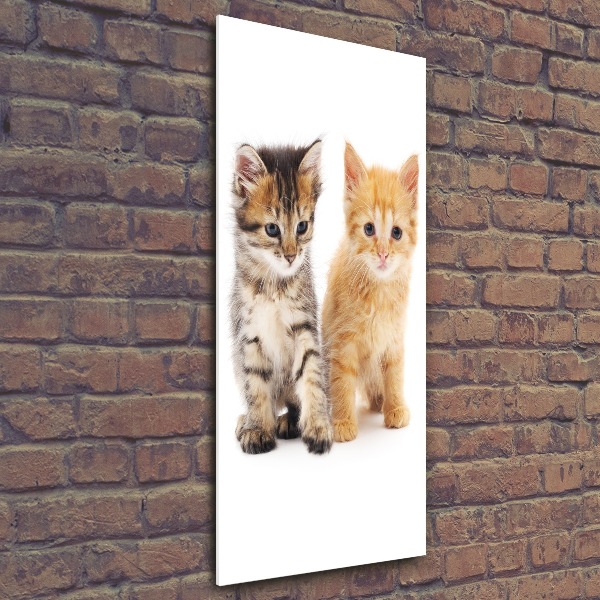 Staand foto op plexiglas Grijze en rosse kat