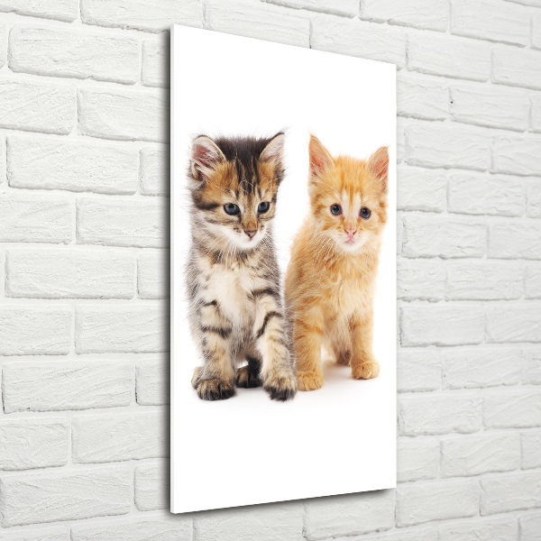 Staand foto op plexiglas Grijze en rosse kat
