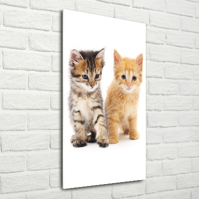 Staand foto op plexiglas Grijze en rosse kat