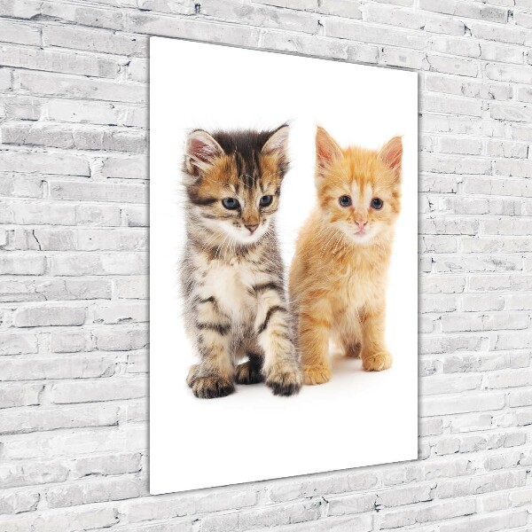 Staand foto op plexiglas Grijze en rosse kat