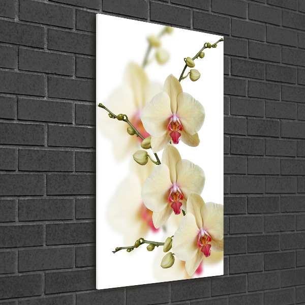 Staand foto in plexiglas Orchidee