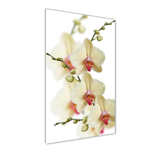 Staand foto in plexiglas Orchidee