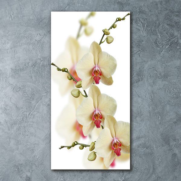 Staand foto in plexiglas Orchidee