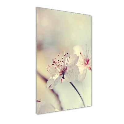 Staand foto plexiglas Kersenbloesems