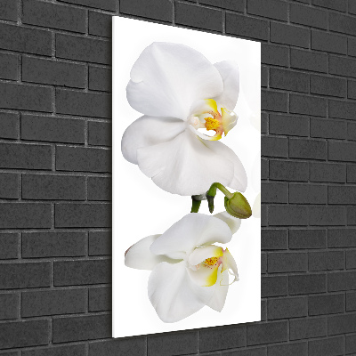 Staand foto plexiglas Witte orchidee