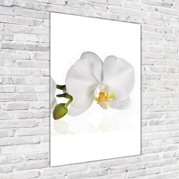 Staand foto plexiglas Witte orchidee