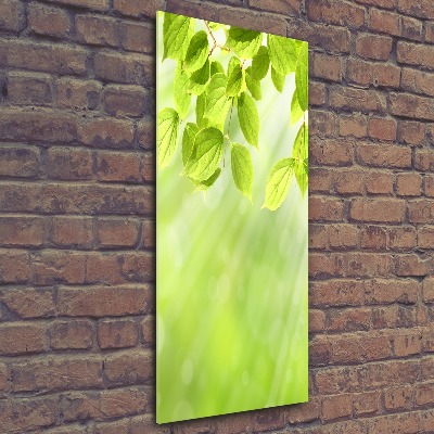 Staand foto in plexiglas Groene bladeren