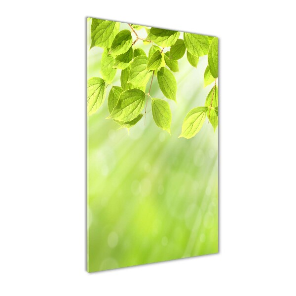 Staand foto in plexiglas Groene bladeren