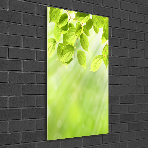 Staand foto in plexiglas Groene bladeren