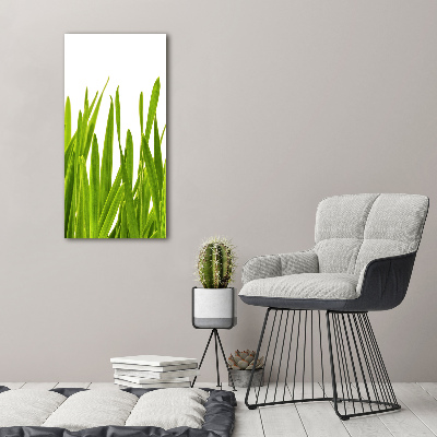 Staand foto in plexiglas Groen gras