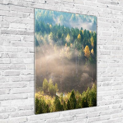 Staand foto in plexiglas Mist boven het bos