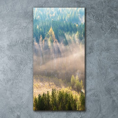 Staand foto in plexiglas Mist boven het bos