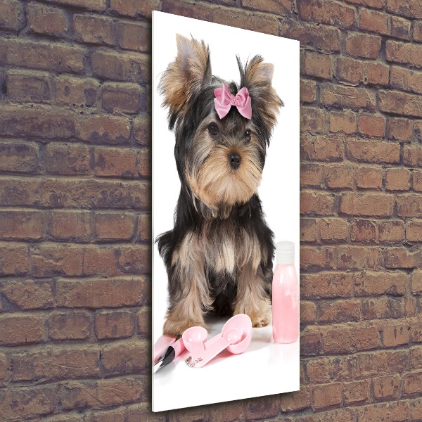 Staand foto plexiglas Yorkshire cosmetica