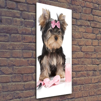 Staand foto plexiglas Yorkshire cosmetica