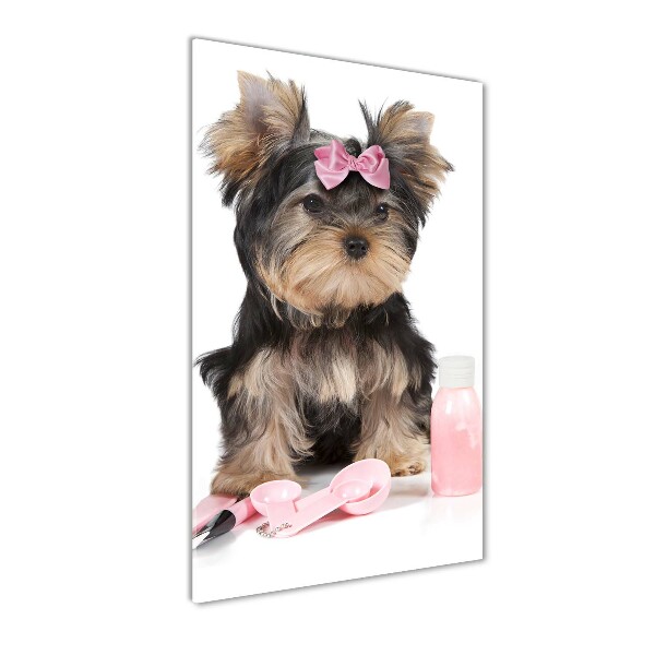 Staand foto plexiglas Yorkshire cosmetica