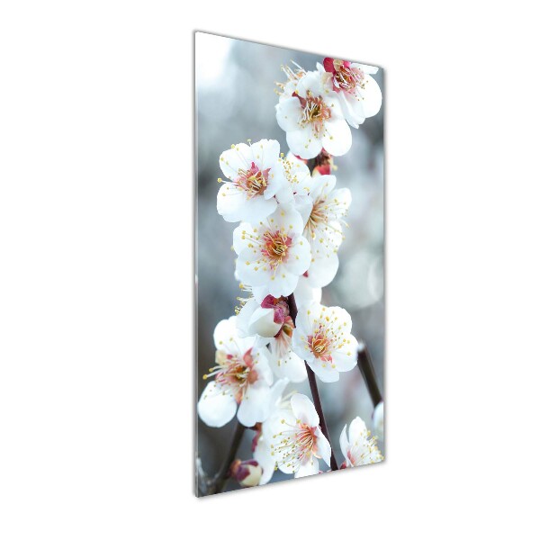 Staand foto op plexiglas Kersenbloesems