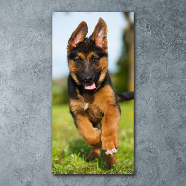 Staand foto in plexiglas Duitse Herder