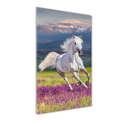 Staand foto op plexiglas Een wit paard in galop