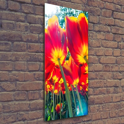 Staand foto plexiglas Rode tulpen