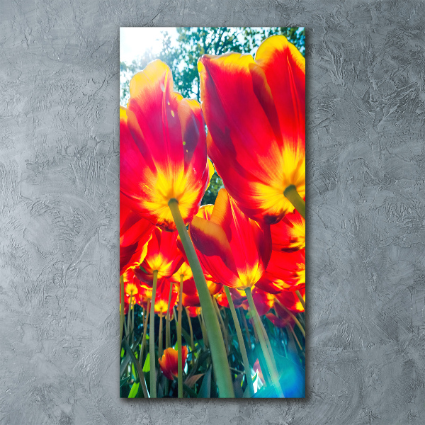 Staand foto plexiglas Rode tulpen