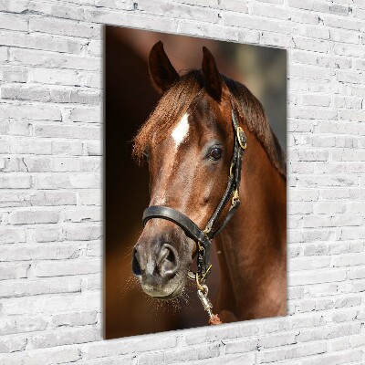 Staand foto plexiglas Portret van een paard