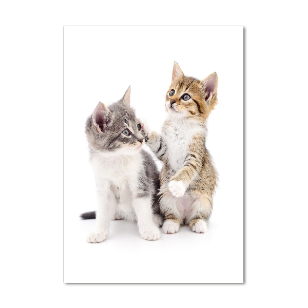 Staand plexiglas foto Twee kleine katjes