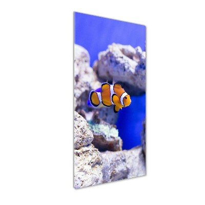 Staand foto in plexiglas Nemo de vis