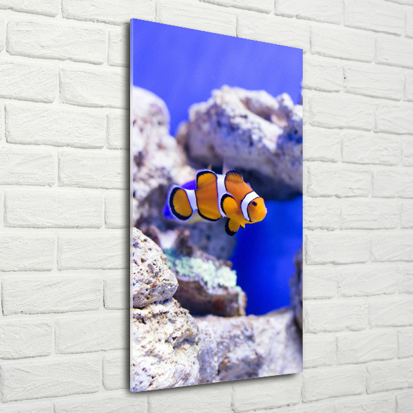 Staand foto in plexiglas Nemo de vis