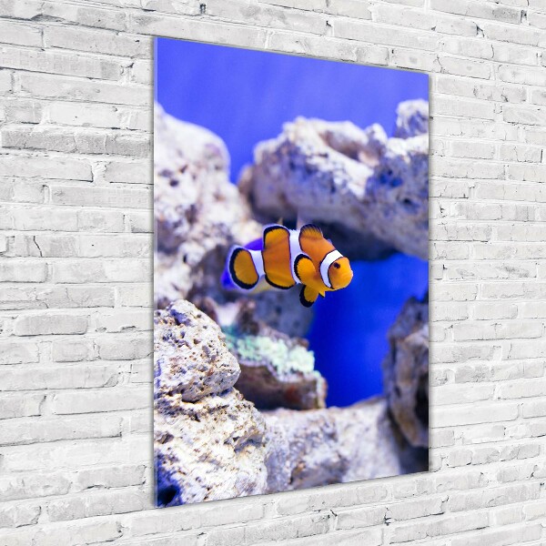 Staand foto in plexiglas Nemo de vis
