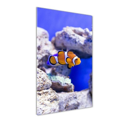 Staand foto in plexiglas Nemo de vis
