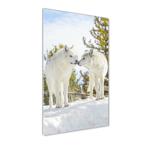 Staand plexiglas foto Twee witte wolven