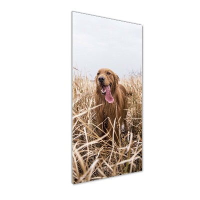 Staand foto in plexiglas Gouden retriever