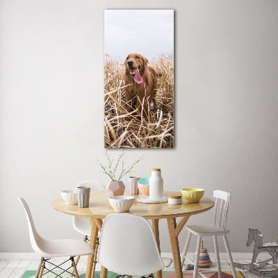 Staand foto in plexiglas Gouden retriever