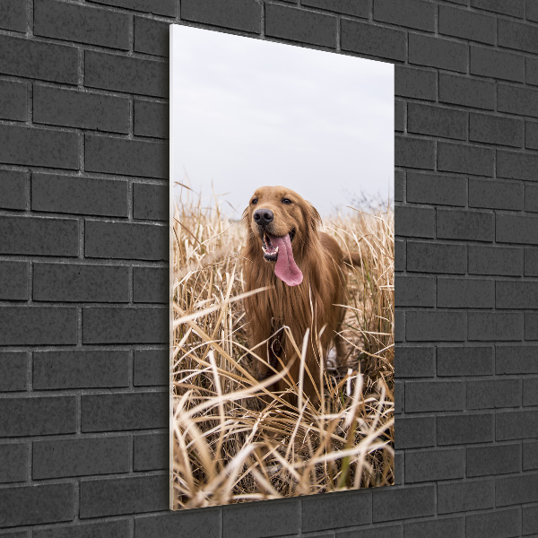 Staand foto in plexiglas Gouden retriever
