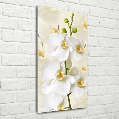 Staand plexiglas foto Witte orchidee