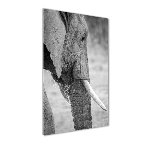 Staand plexiglas foto Olifant