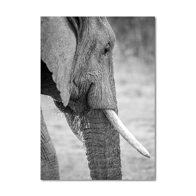 Staand plexiglas foto Olifant