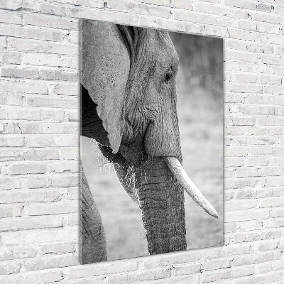 Staand plexiglas foto Olifant