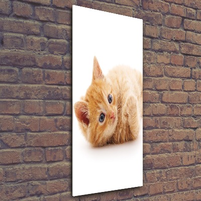 Staand plexiglas foto Kleine rosse kat