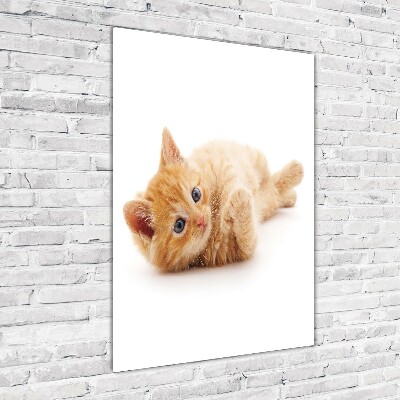 Staand plexiglas foto Kleine rosse kat
