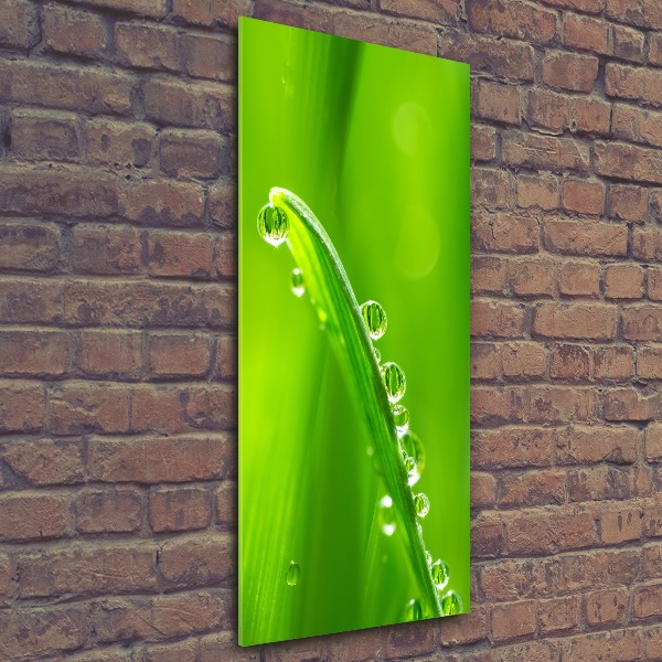 Staand plexiglas foto grassprieten
