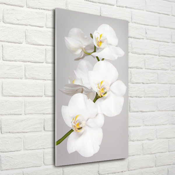Staand foto plexiglas Witte orchidee