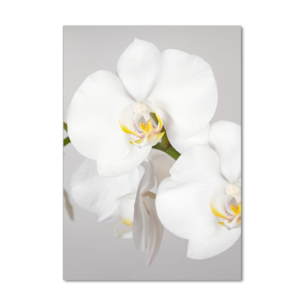 Staand foto plexiglas Witte orchidee