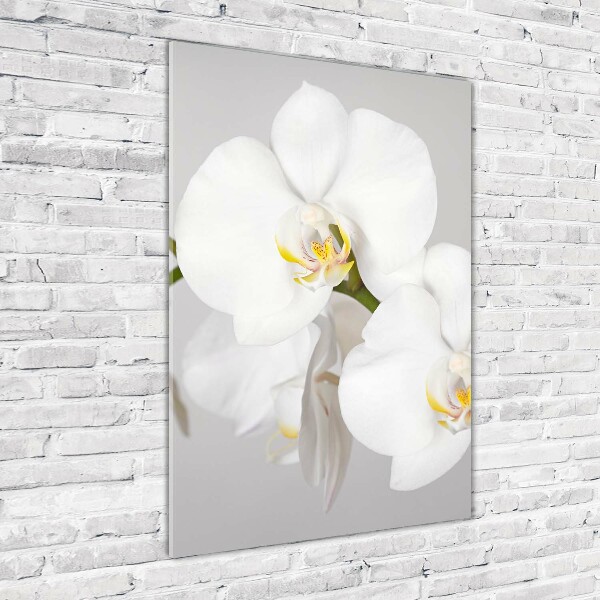 Staand foto plexiglas Witte orchidee