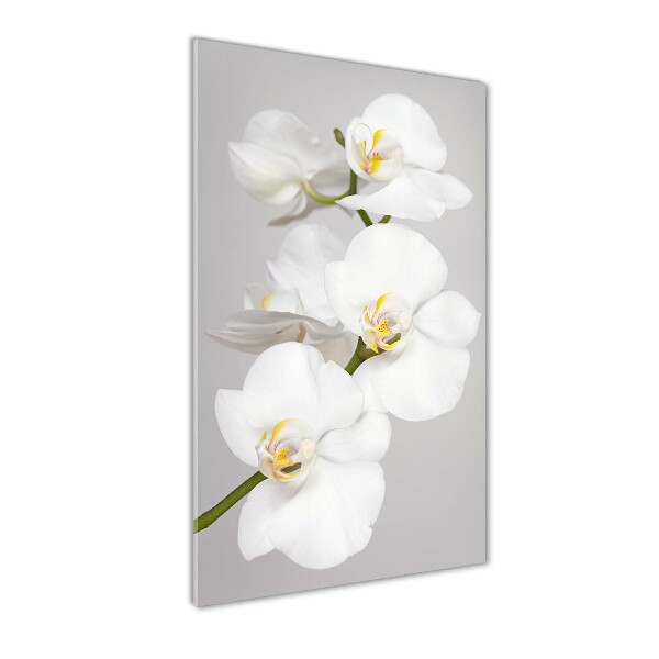Staand foto plexiglas Witte orchidee