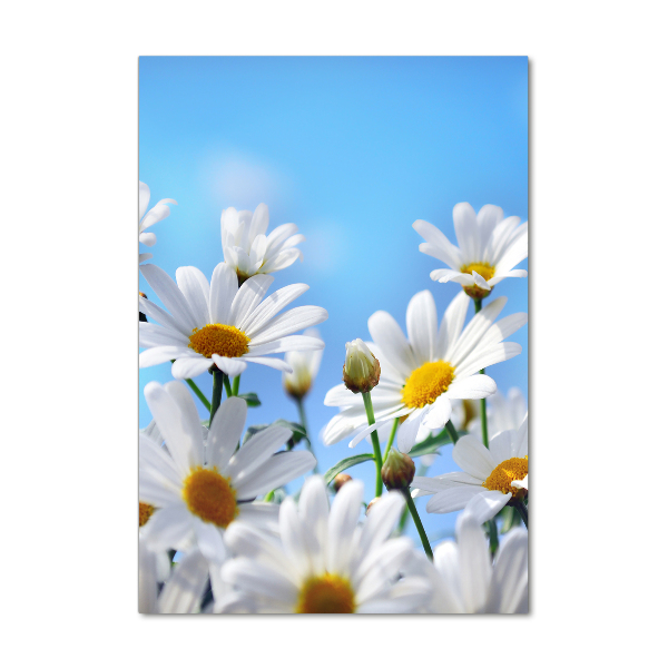 Staand foto in plexiglas Madeliefjes